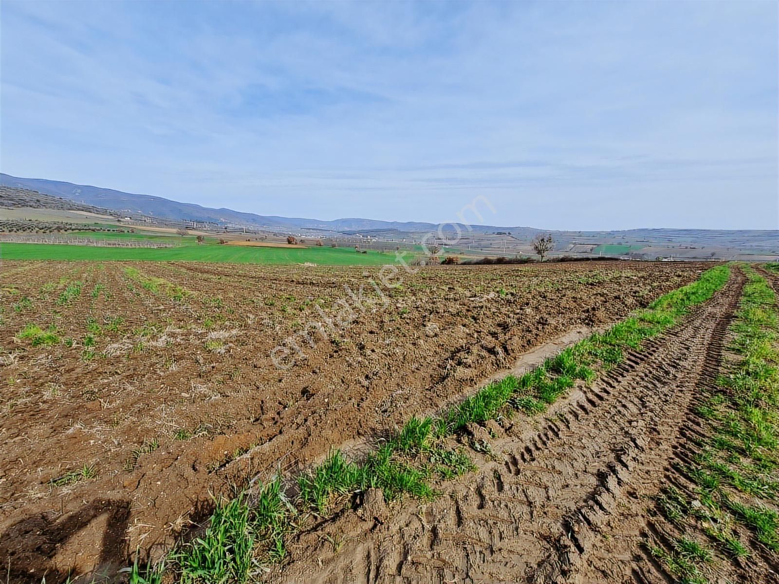 Yenişehir Kavaklı Kadastro Yoluna Cephe Sulama Tesisatlı Tarla - Görsel 4