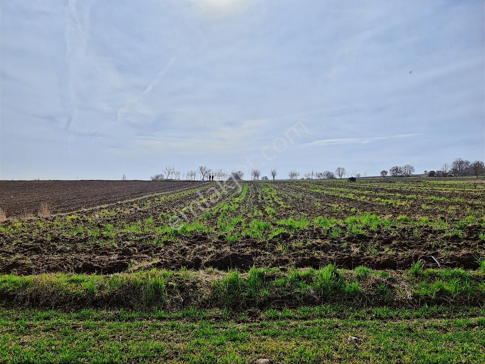 Yenişehir Kavaklı Kadastro Yoluna Cephe Sulama Tesisatlı Tarla - Görsel 16