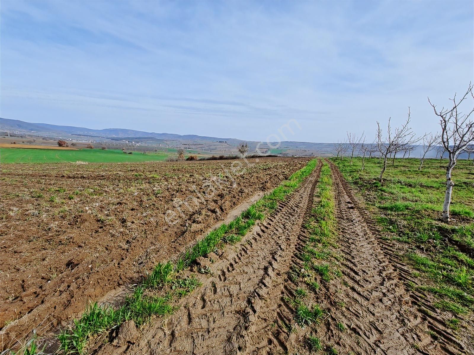 Yenişehir Kavaklı Kadastro Yoluna Cephe Sulama Tesisatlı Tarla - Görsel 24