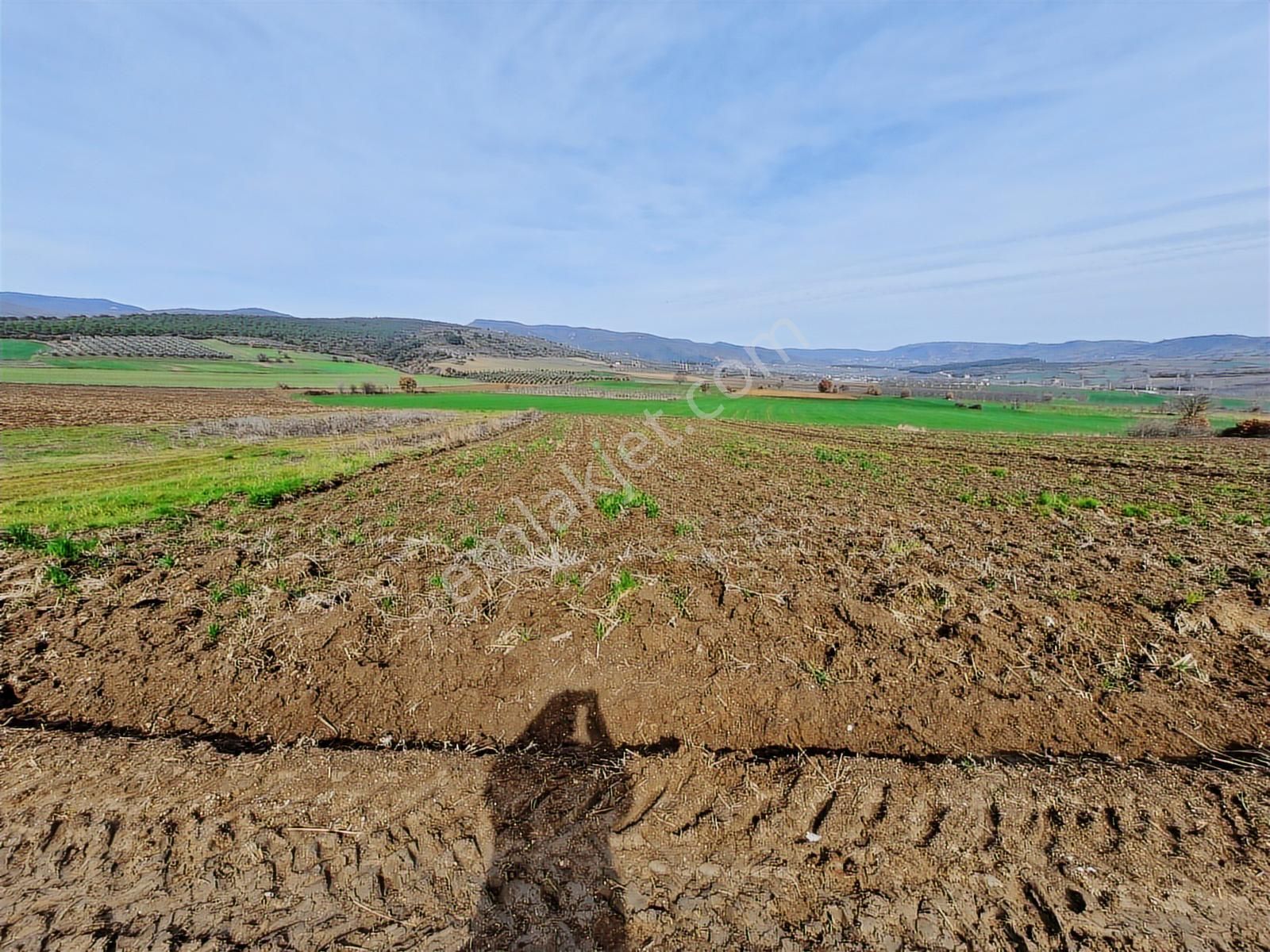 Yenişehir Kavaklı Kadastro Yoluna Cephe Sulama Tesisatlı Tarla - Görsel 5