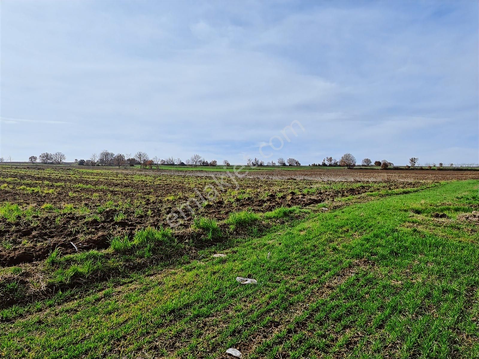 Yenişehir Kavaklı Kadastro Yoluna Cephe Sulama Tesisatlı Tarla - Görsel 3
