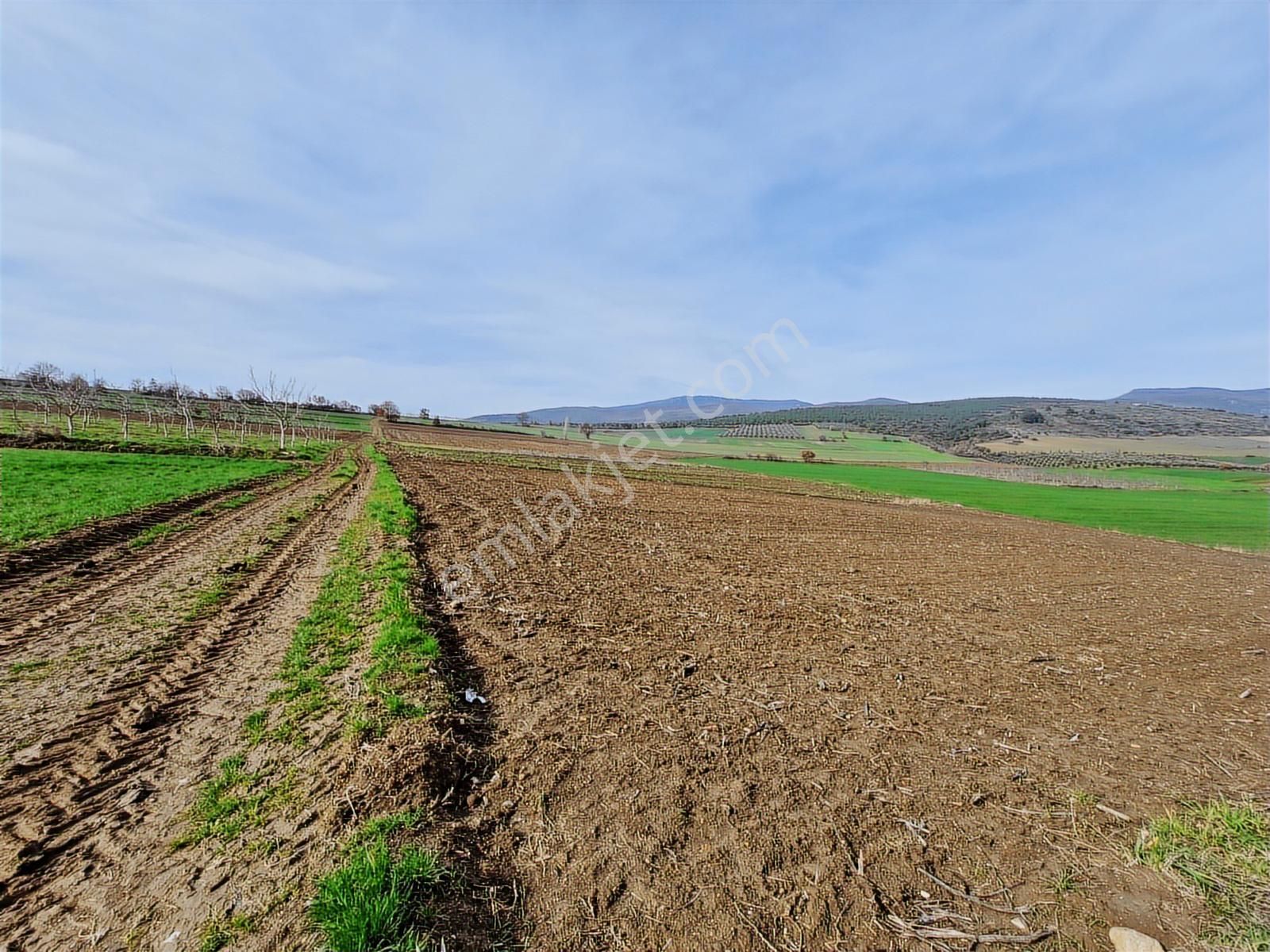 Yenişehir Kavaklı Kadastro Yoluna Cephe Sulama Tesisatlı Tarla - Görsel 15