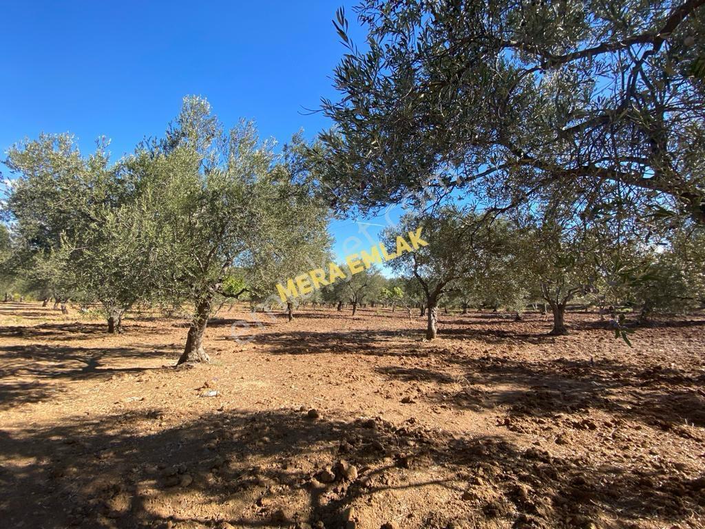 Mera Emlaktan Üniversite Yakını Köşe Parsel 1.015m2 İmarlı Arsa - Görsel 22