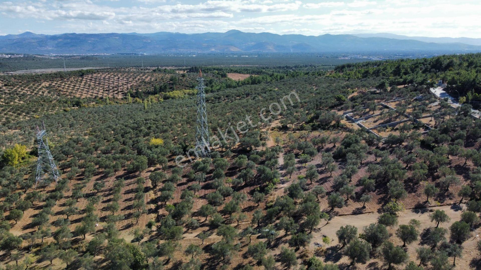 Mera Emlaktan Üniversite Yakını Köşe Parsel 1.015m2 İmarlı Arsa - Görsel 6