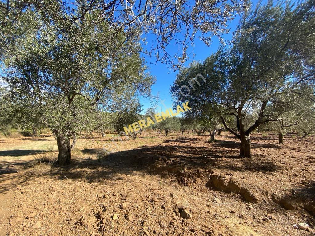Mera Emlaktan Üniversite Yakını Köşe Parsel 1.015m2 İmarlı Arsa - Görsel 18