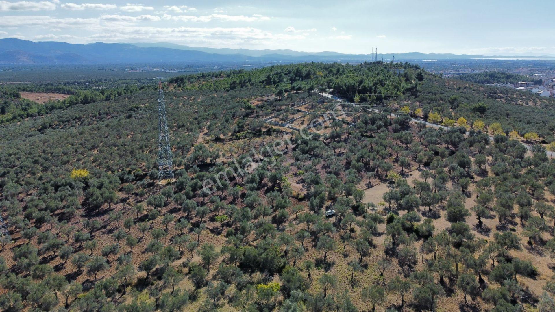 Mera Emlaktan Üniversite Yakını Köşe Parsel 1.015m2 İmarlı Arsa - Görsel 5