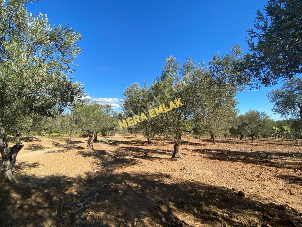 Mera Emlaktan Üniversite Yakını Köşe Parsel 1.015m2 İmarlı Arsa - Görsel 25