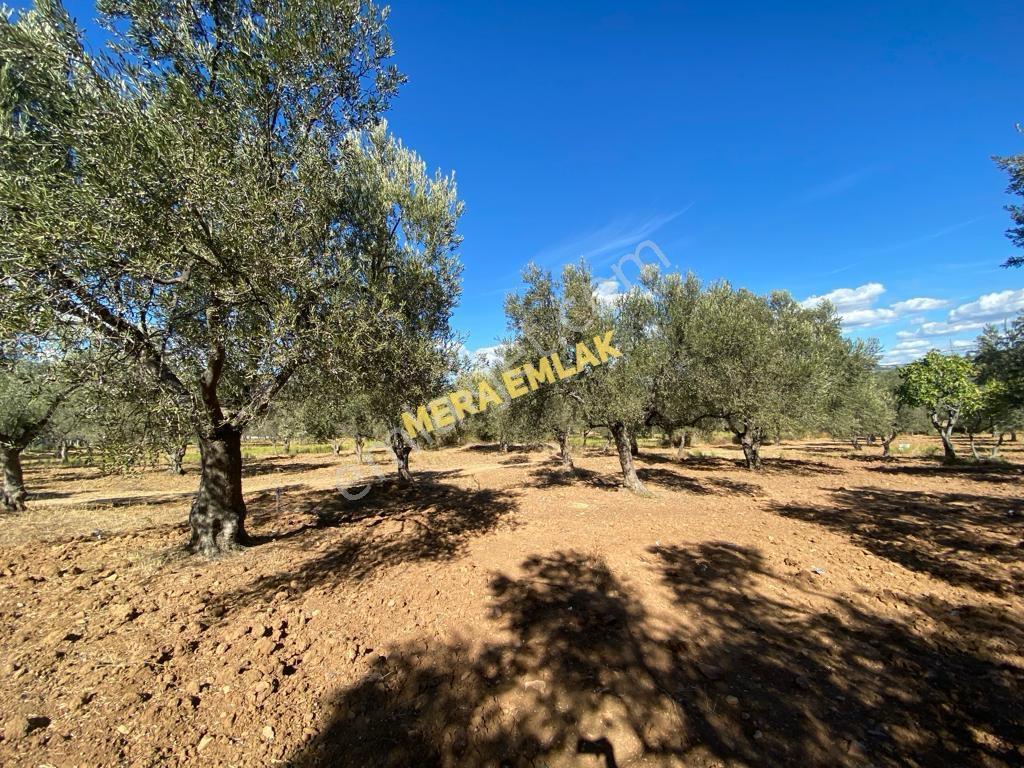 Mera Emlaktan Üniversite Yakını Köşe Parsel 1.015m2 İmarlı Arsa - Görsel 13