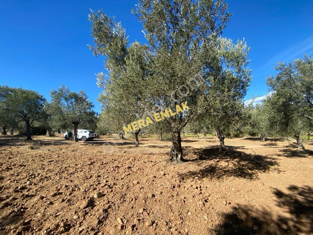 Mera Emlaktan Üniversite Yakını Köşe Parsel 1.015m2 İmarlı Arsa - Görsel 21