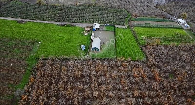 Gürsuda Satılık Çiftlik - Görsel 2