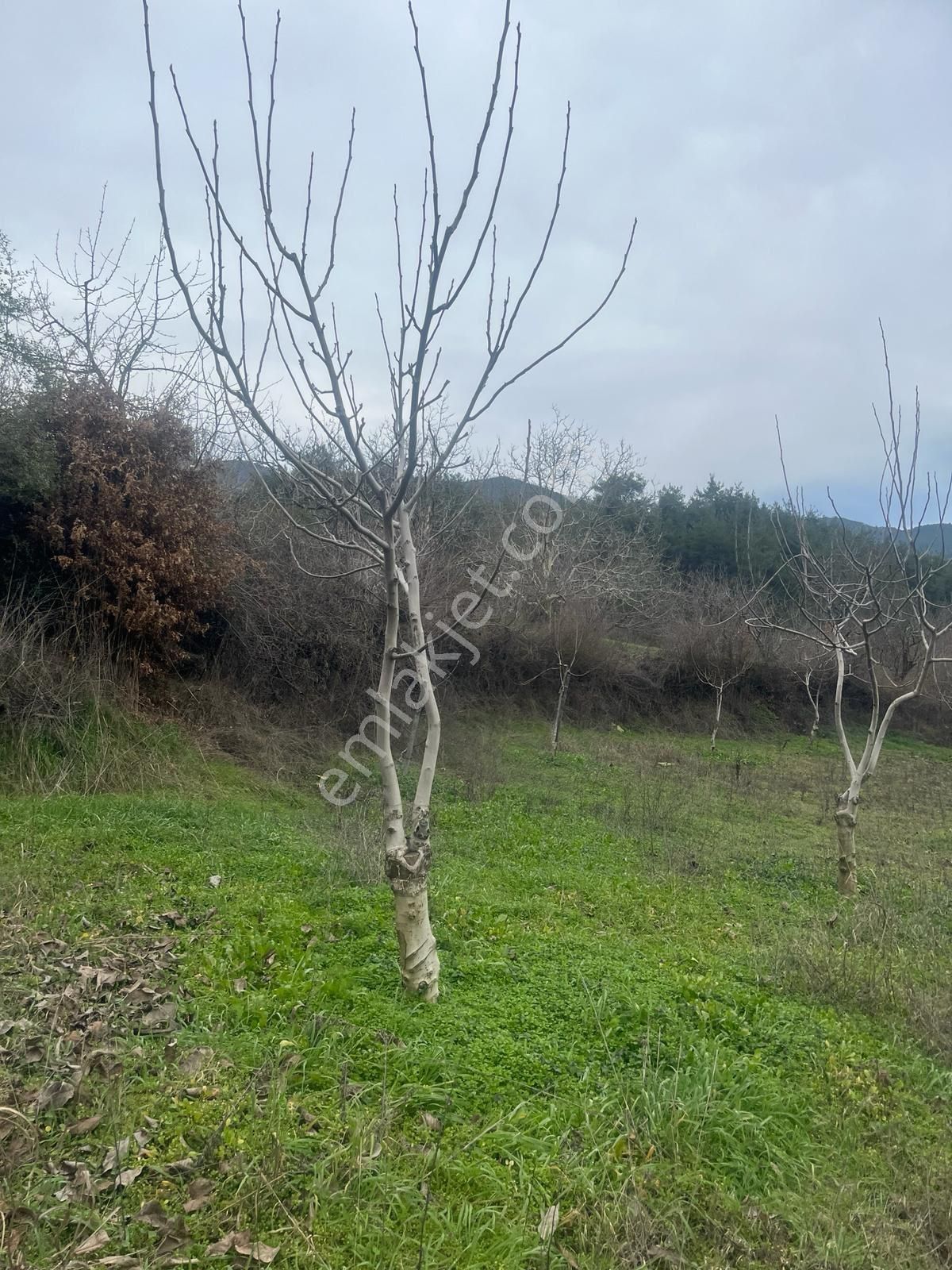 Sakarya / Geyve / Çamlık Mahallesi 🌿 Köy Merkezine Çok Yakın, Resmi Yola Cepheli 2 Arsa - Görsel 22