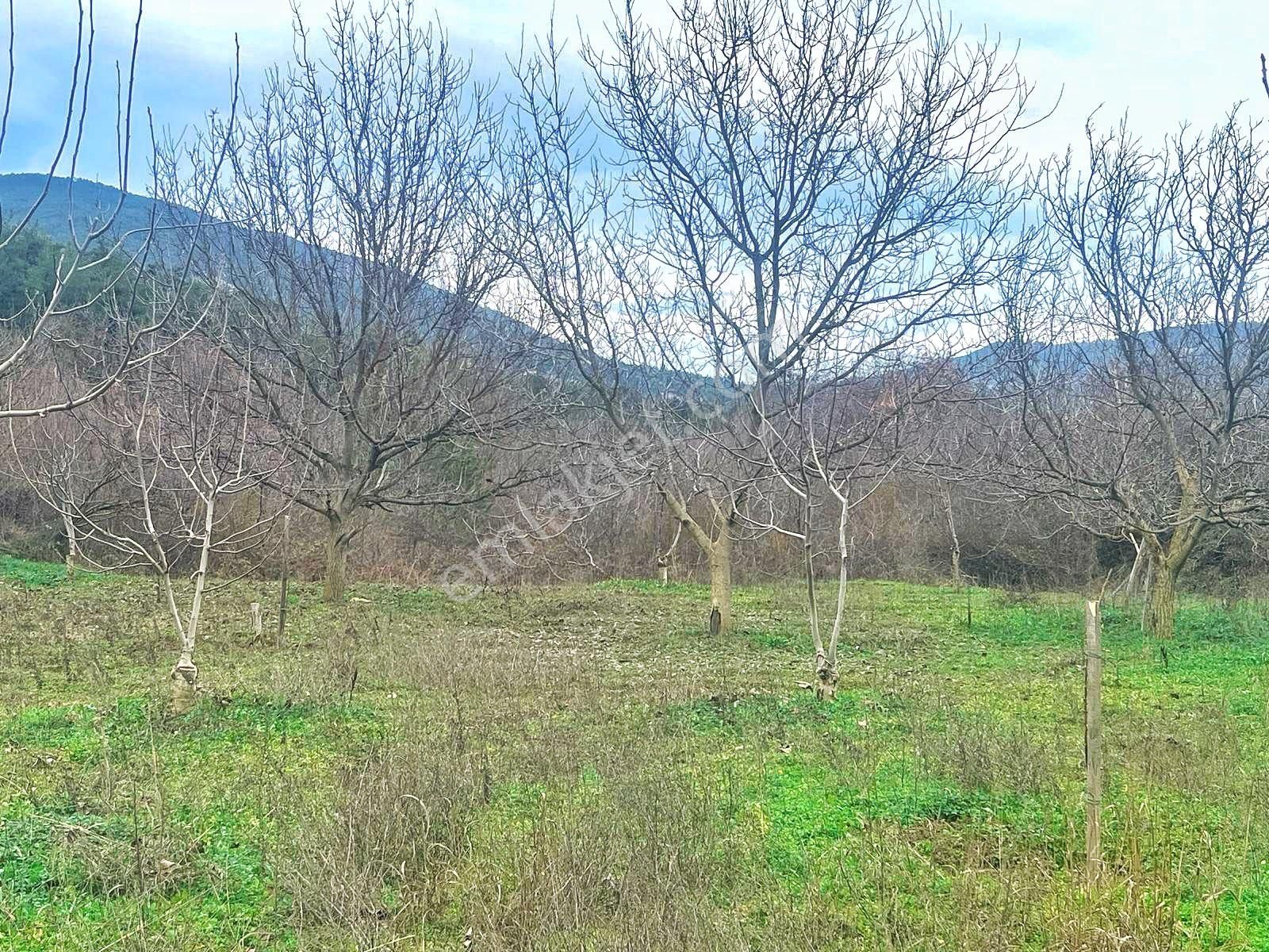 Sakarya / Geyve / Çamlık Mahallesi 🌿 Köy Merkezine Çok Yakın, Resmi Yola Cepheli 2 Arsa - Görsel 24