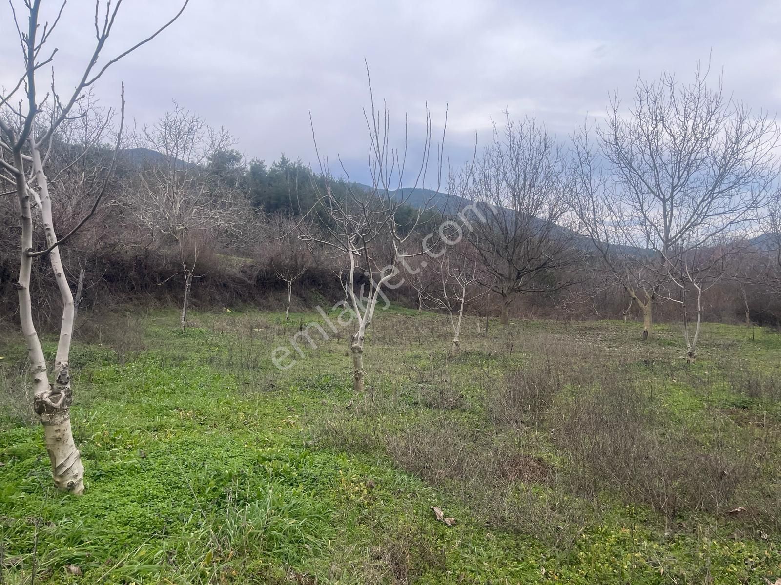Sakarya / Geyve / Çamlık Mahallesi 🌿 Köy Merkezine Çok Yakın, Resmi Yola Cepheli 2 Arsa - Görsel 23