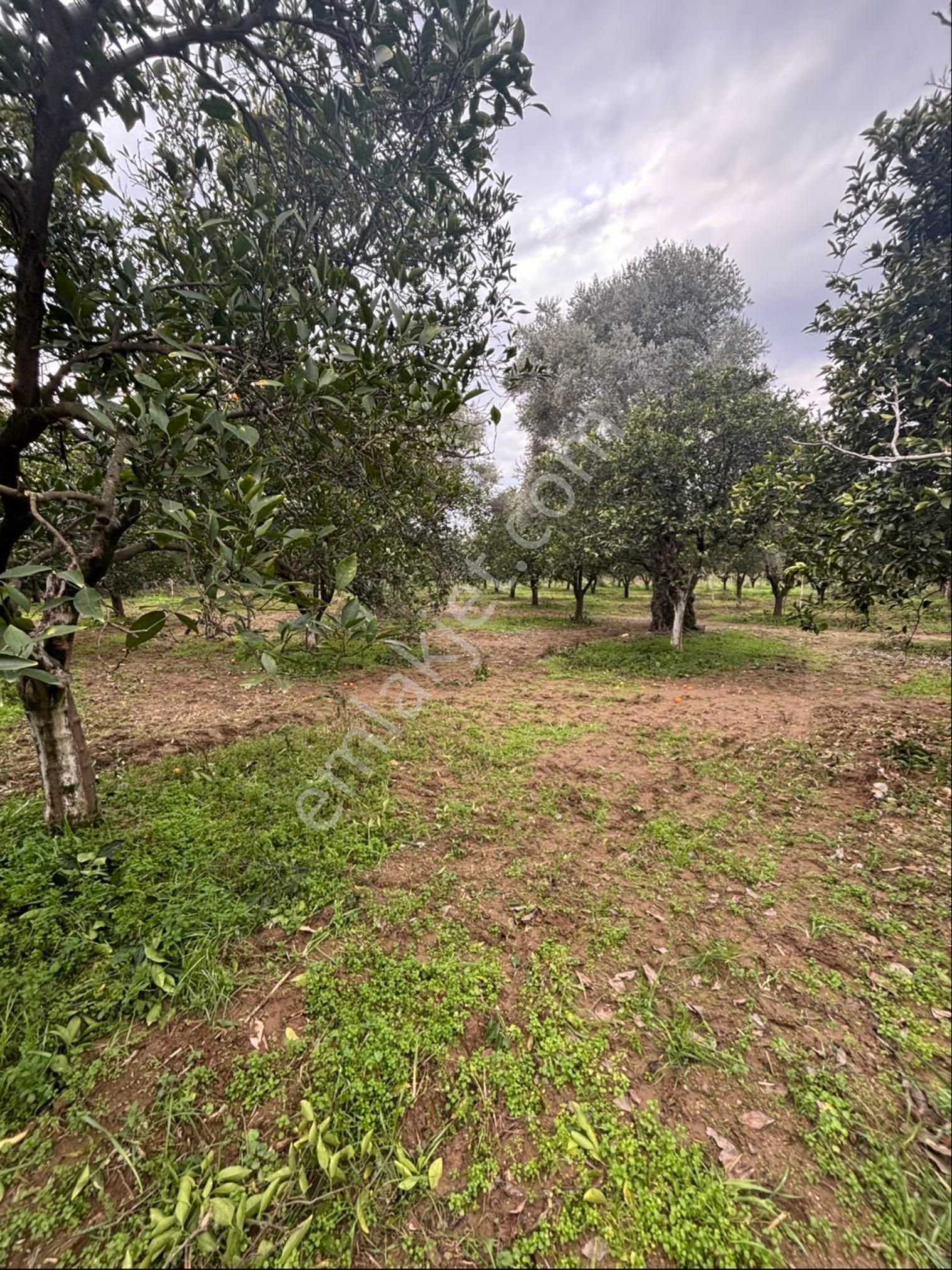 Müstakil Tapulu Fırsat Portakal Bahçesi - Görsel 12