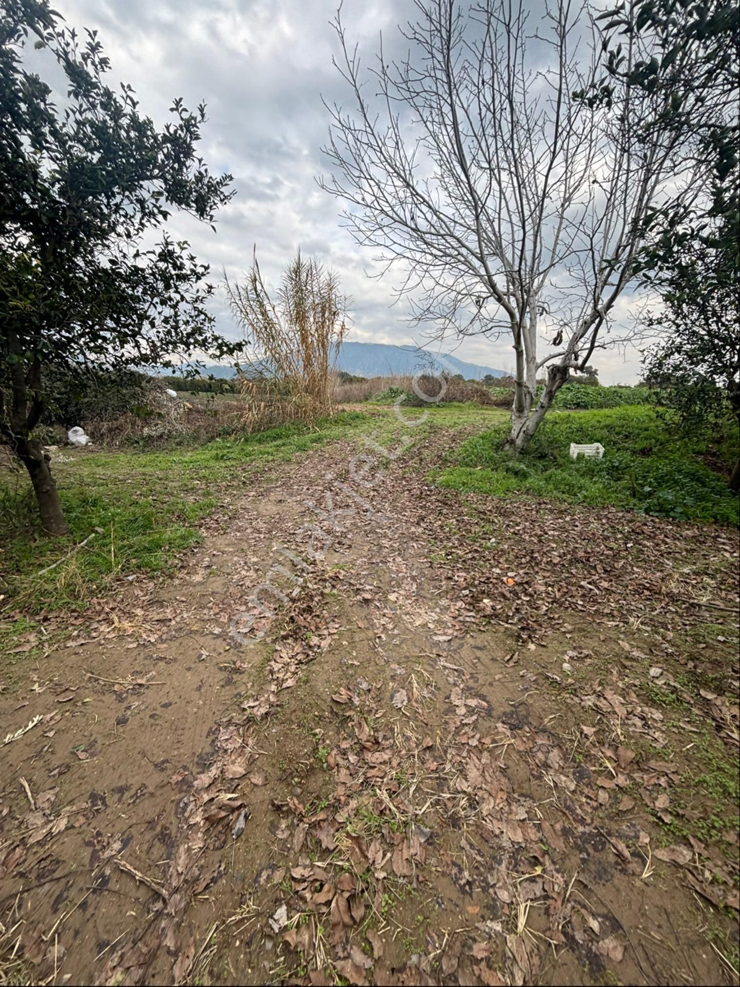 Müstakil Tapulu Fırsat Portakal Bahçesi - Görsel 4