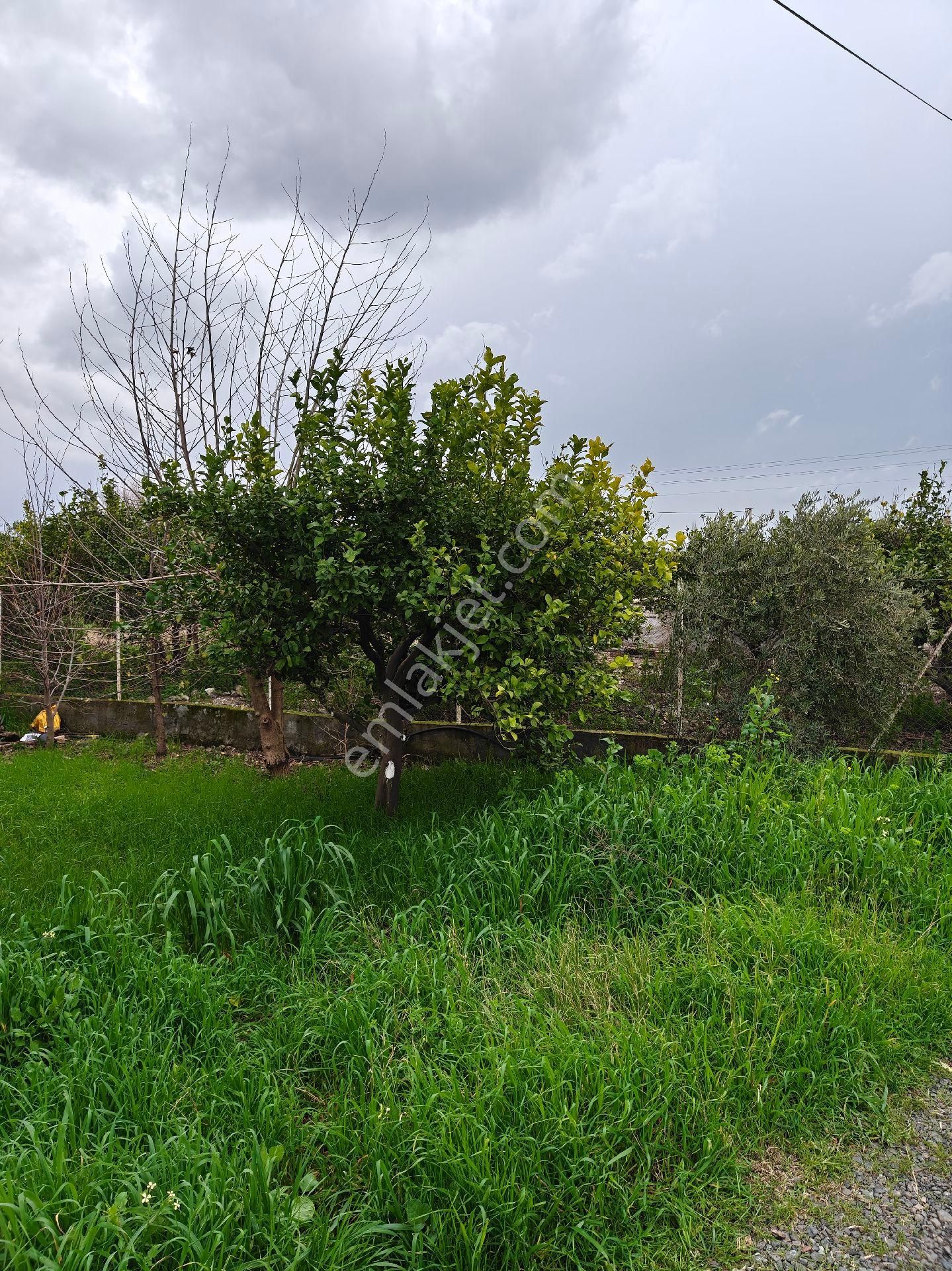 Muğla Ortaca Dalaklı Satılık Arsa - Görsel 2