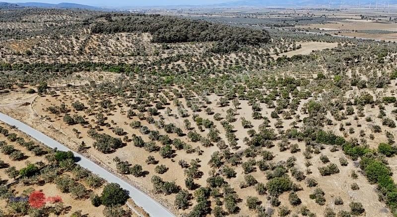 Bergama Bozköy'de Lokasyon Avantajlı Yüksek Verimli Zeytinlik - Görsel 4