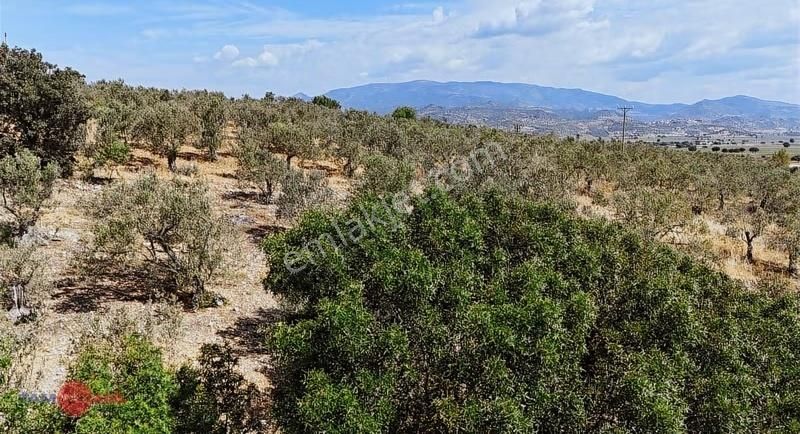 Bergama Bozköy'de Lokasyon Avantajlı Yüksek Verimli Zeytinlik - Görsel 3