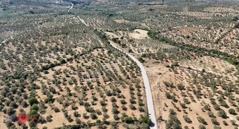 Bergama Bozköy'de Lokasyon Avantajlı Yüksek Verimli Zeytinlik - Görsel 6