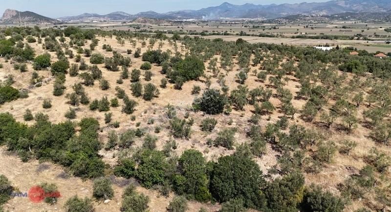 Bergama Bozköy'de Lokasyon Avantajlı Yüksek Verimli Zeytinlik - Görsel 5