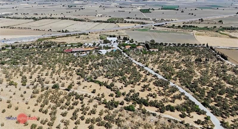 Bergama Bozköy'de Lokasyon Avantajlı Yüksek Verimli Zeytinlik