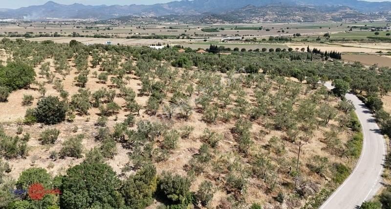 Bergama Bozköy'de Lokasyon Avantajlı Yüksek Verimli Zeytinlik - Görsel 8