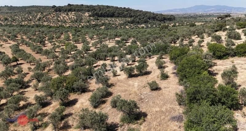 Bergama Bozköy'de Lokasyon Avantajlı Yüksek Verimli Zeytinlik - Görsel 9