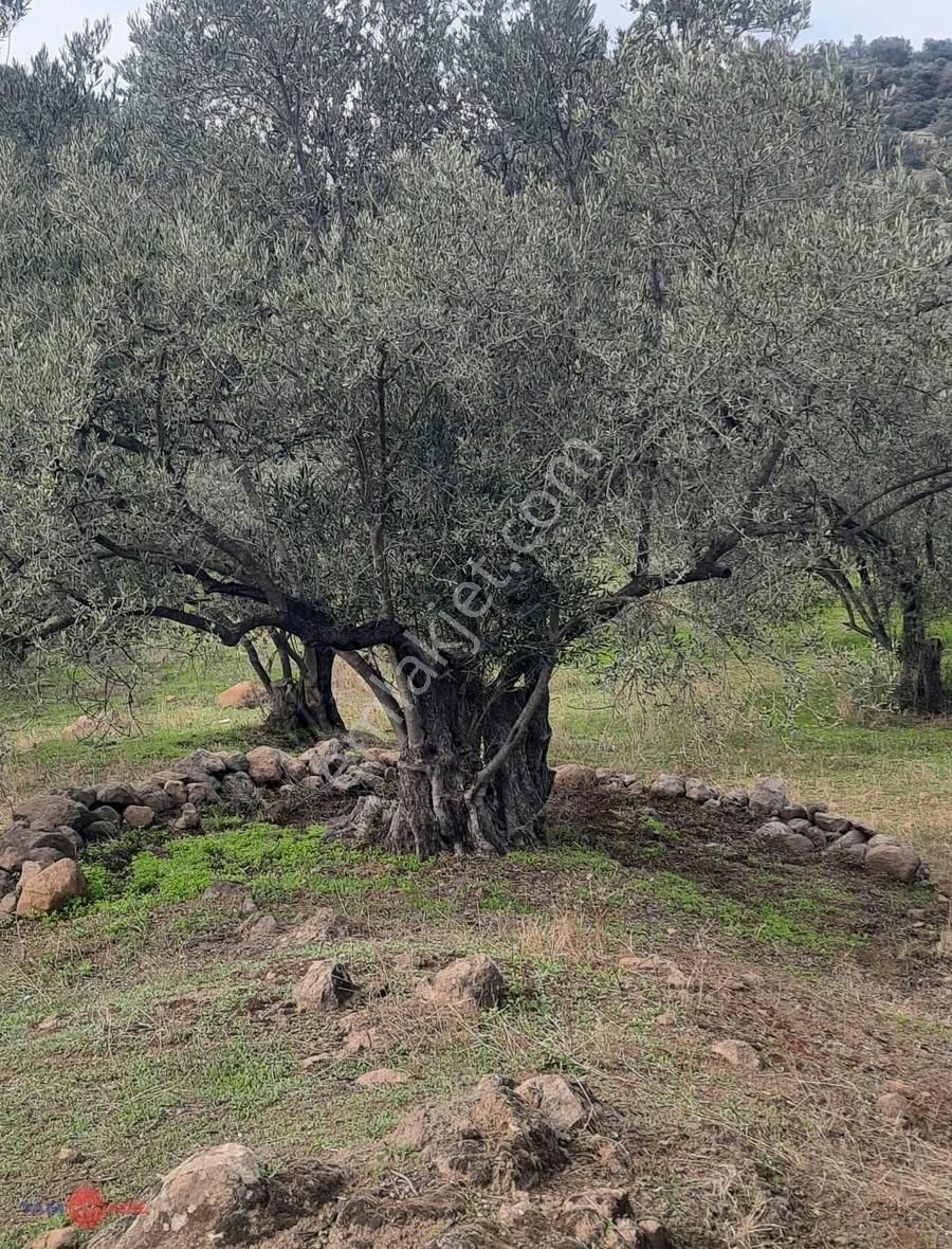 Yenice Köyü Yüksek Getirili Verimli Zeytinlik Tarla - Görsel 3