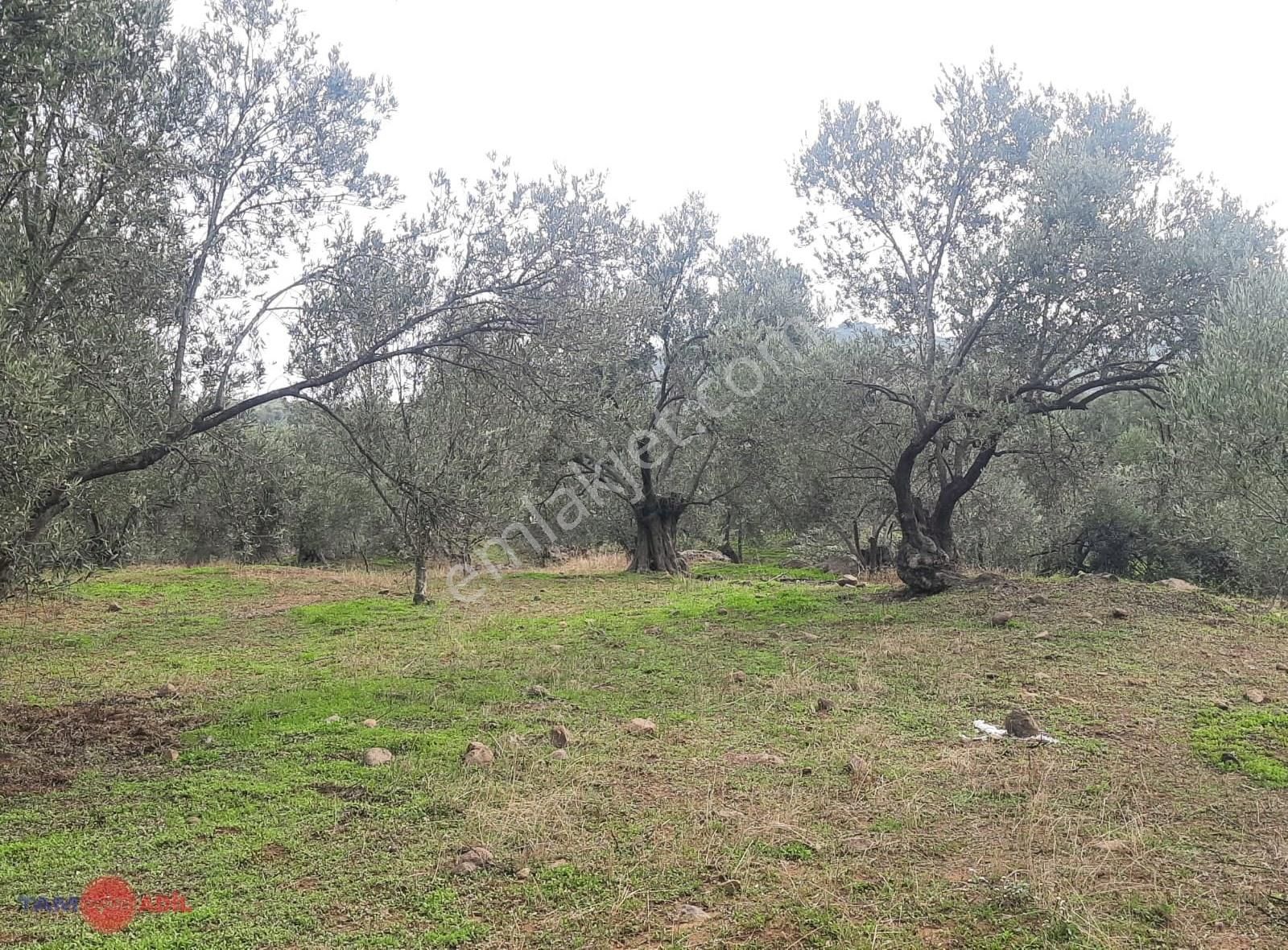 Yenice Köyü Yüksek Getirili Verimli Zeytinlik Tarla - Görsel 12