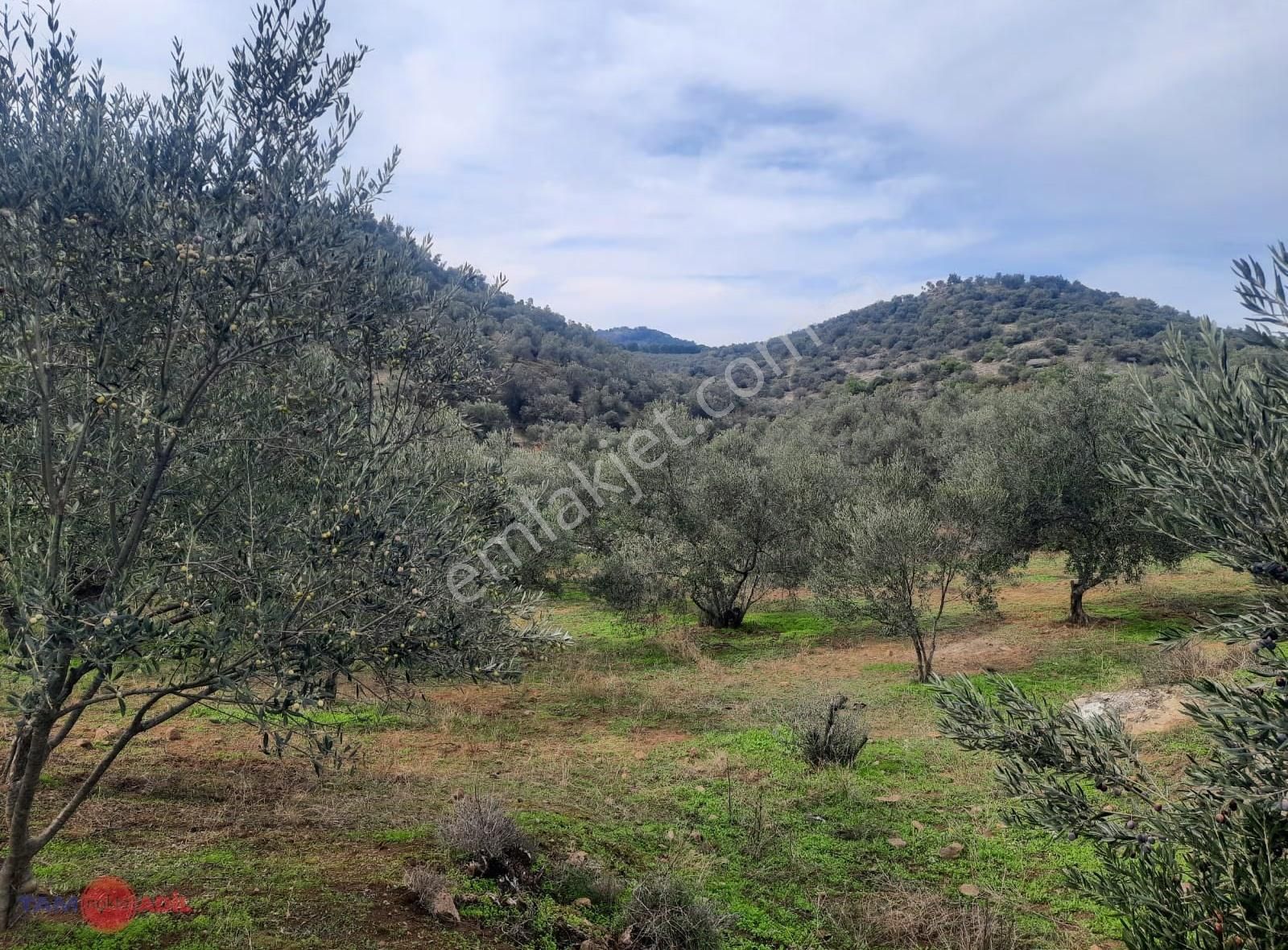 Yenice Köyü Yüksek Getirili Verimli Zeytinlik Tarla