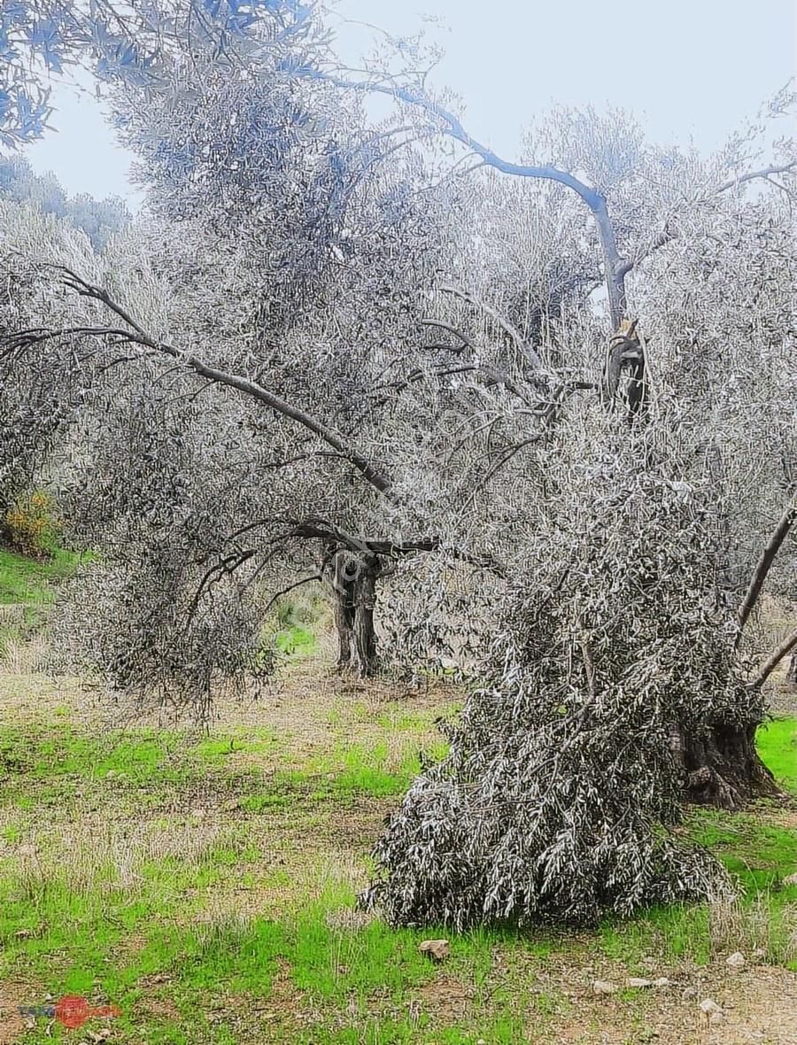 Yenice Köyü Yüksek Getirili Verimli Zeytinlik Tarla - Görsel 4