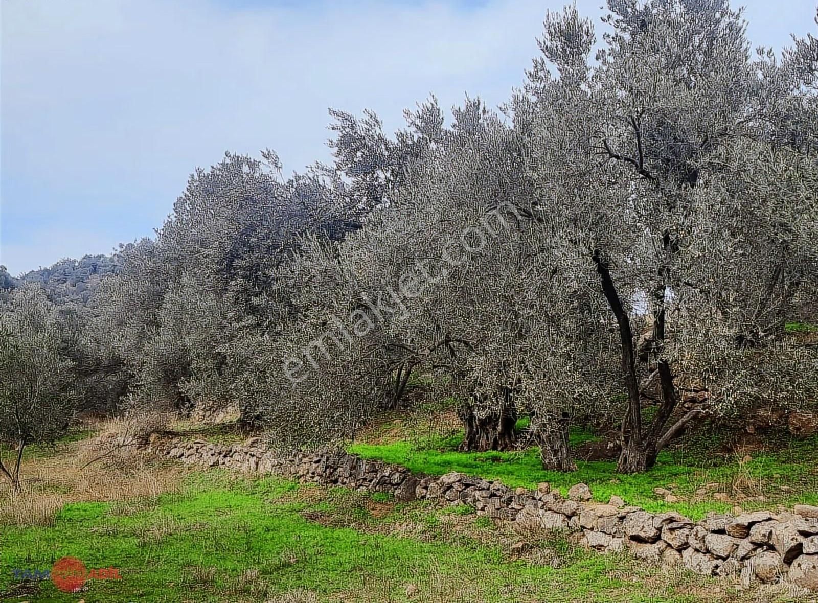 Yenice Köyü Yüksek Getirili Verimli Zeytinlik Tarla - Görsel 6