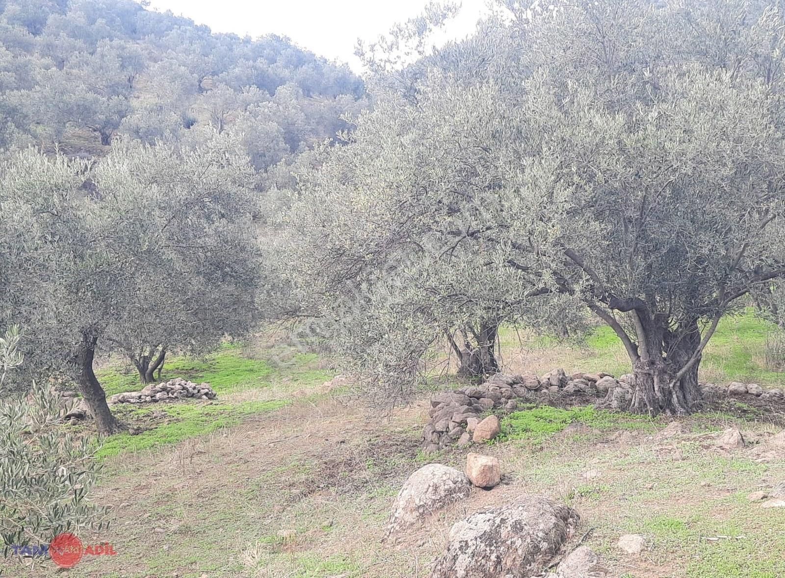 Yenice Köyü Yüksek Getirili Verimli Zeytinlik Tarla - Görsel 11
