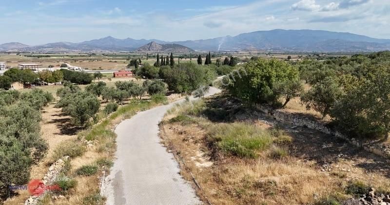 Bergama Kurfallıda Asfalta Yakın, Verimli Fırsat Zeytinlik - Görsel 2
