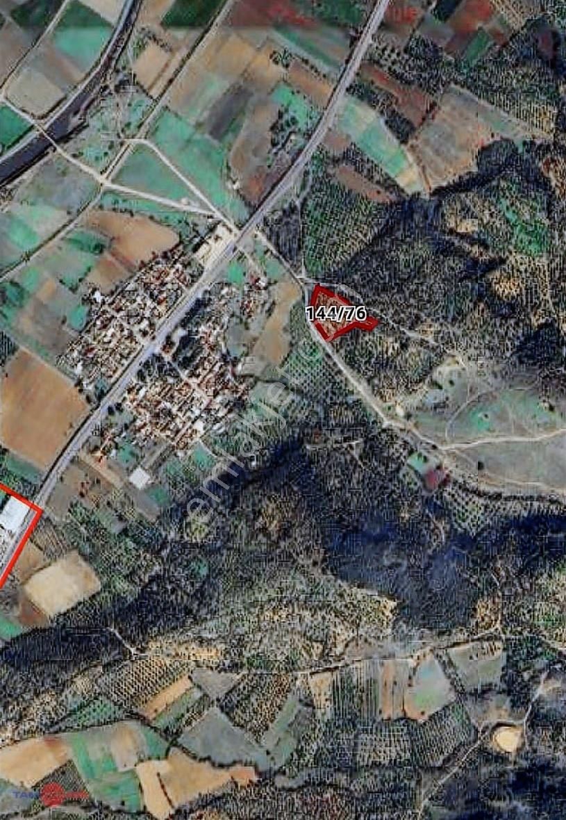 Bergama Kurfallıda Asfalta Yakın, Verimli Fırsat Zeytinlik - Görsel 7