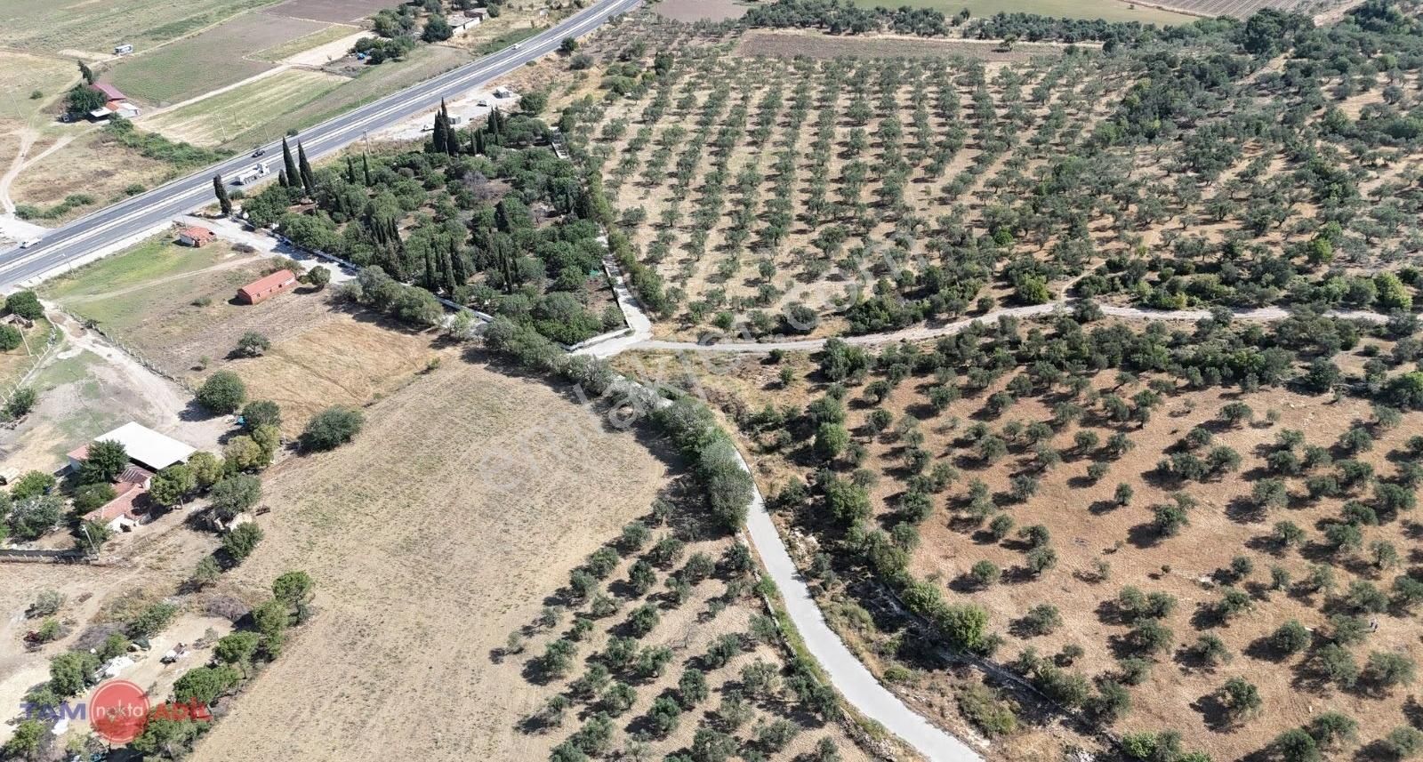 Bergama Kurfallıda Asfalta Yakın, Verimli Fırsat Zeytinlik - Görsel 10