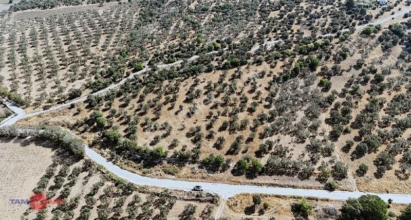Bergama Kurfallıda Asfalta Yakın, Verimli Fırsat Zeytinlik - Görsel 5