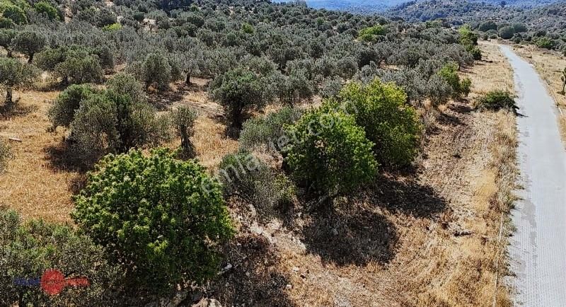 Bergama Kurfallıda Asfalta Yakın, Verimli Fırsat Zeytinlik - Görsel 4