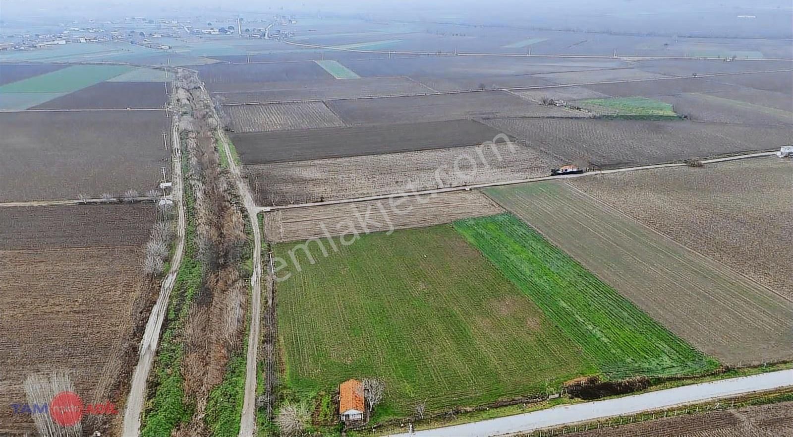 Bergama Ferizler Ovasında Asfalt Kenarı 4.850 M² Verimli Tarla - Görsel 3