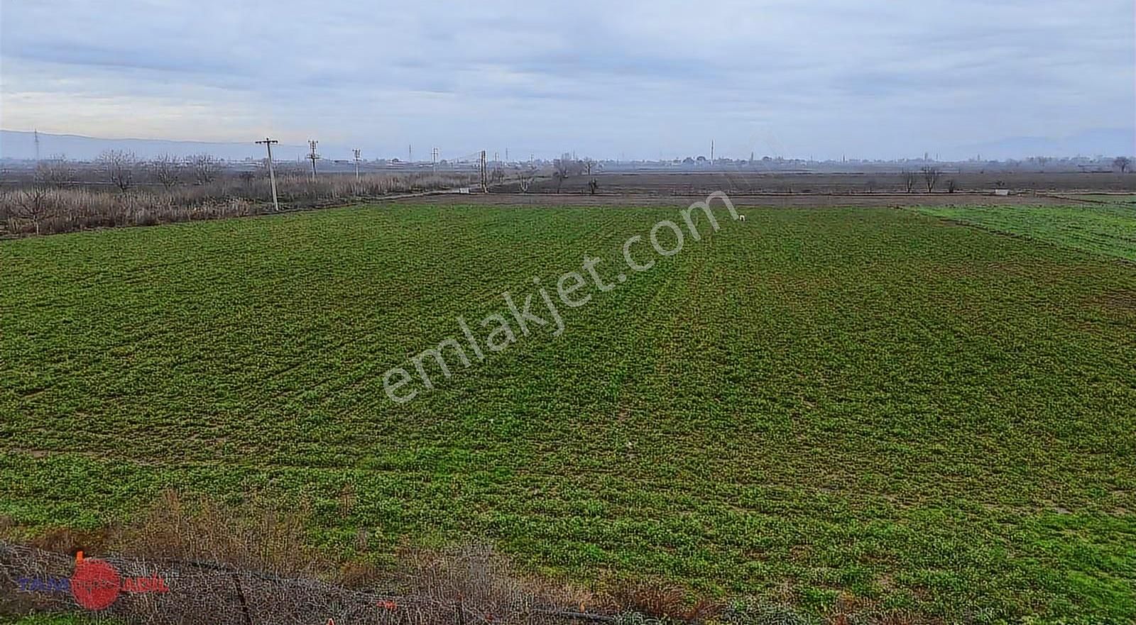 Bergama Ferizler Ovasında Asfalt Kenarı 4.850 M² Verimli Tarla - Görsel 12