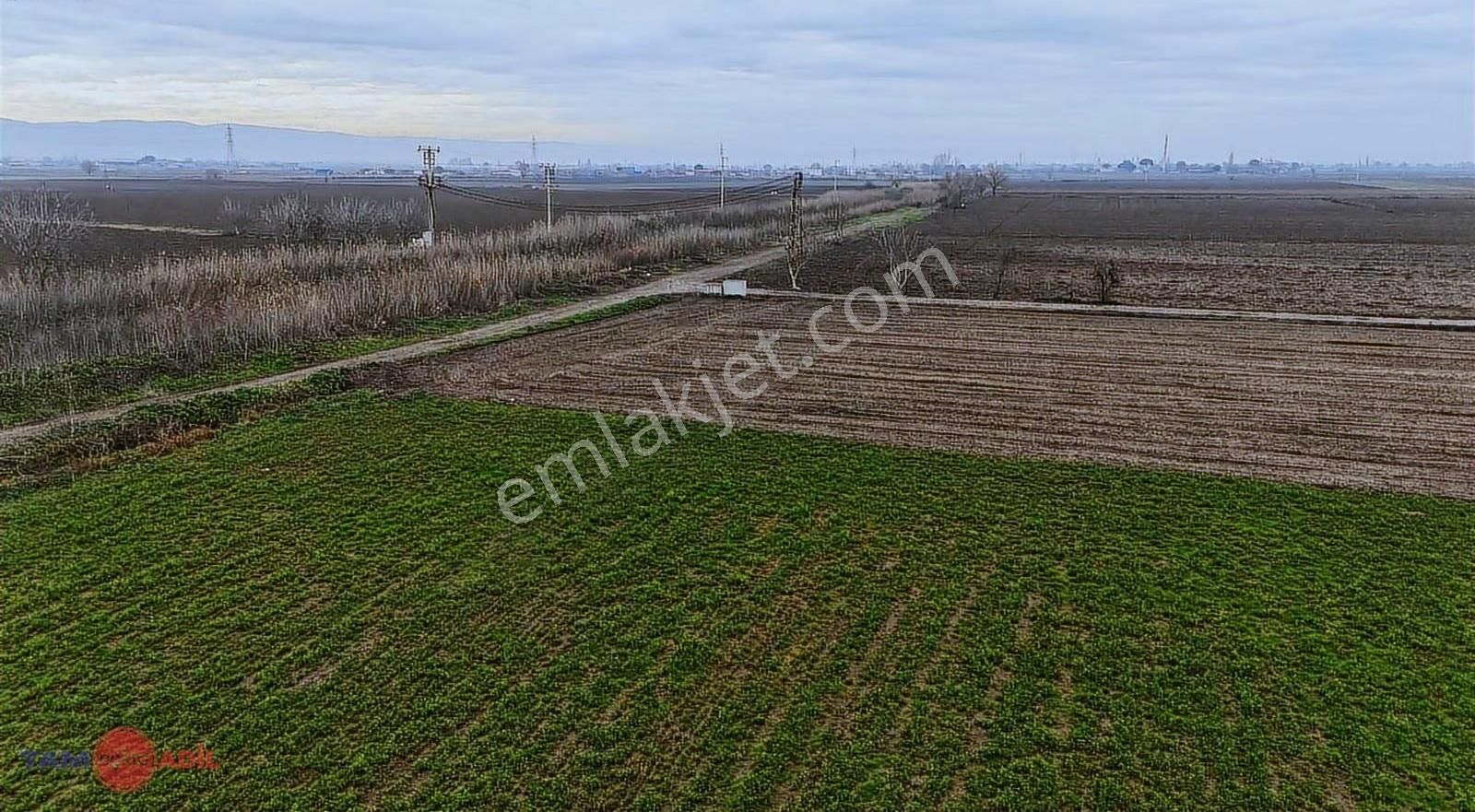 Bergama Ferizler Ovasında Asfalt Kenarı 4.850 M² Verimli Tarla - Görsel 10