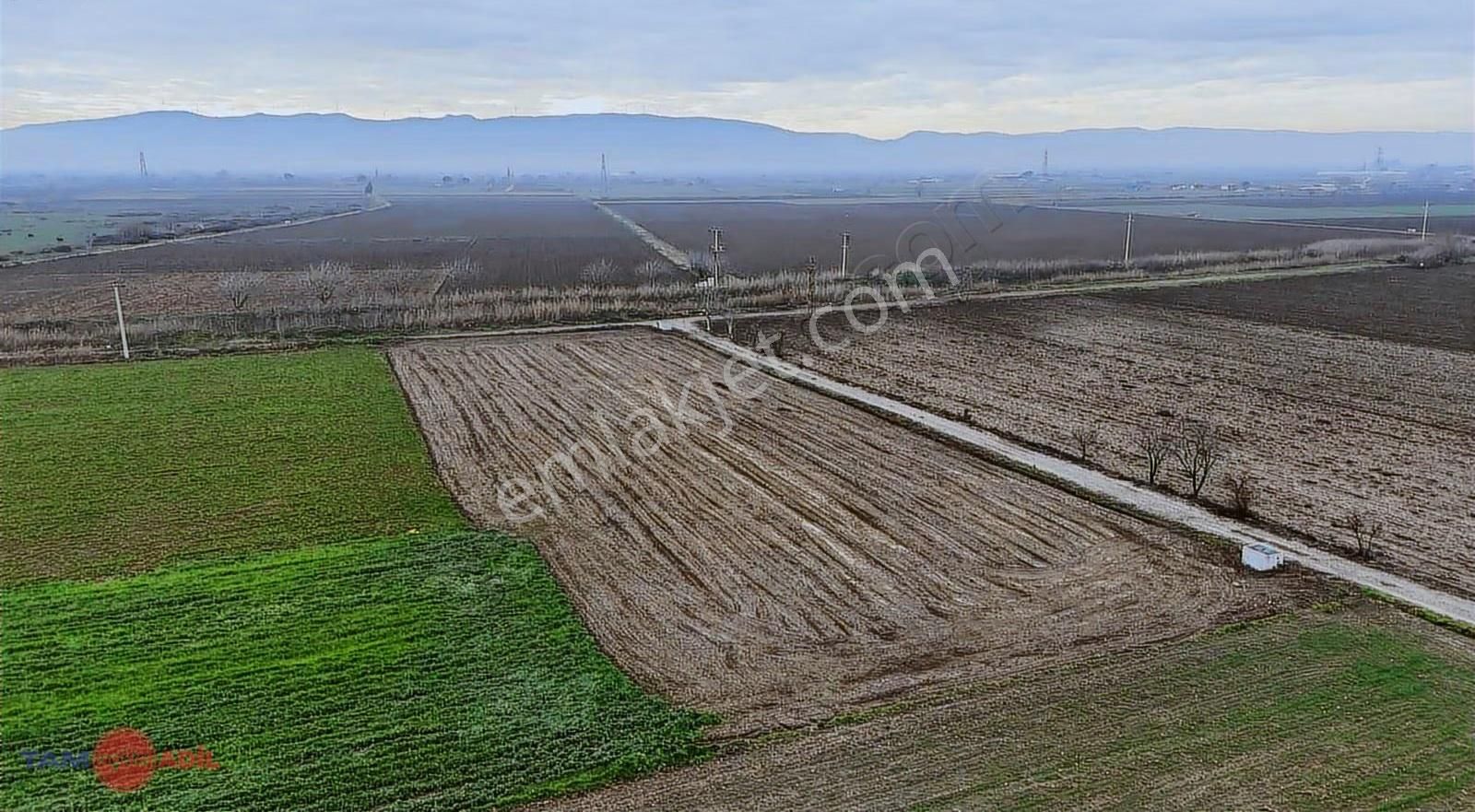 Bergama Ferizler Ovasında Asfalt Kenarı 4.850 M² Verimli Tarla - Görsel 4