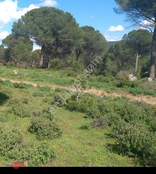 Kozak Köyünde Yatırımlık Fıstıklık Tarla - Görsel 2