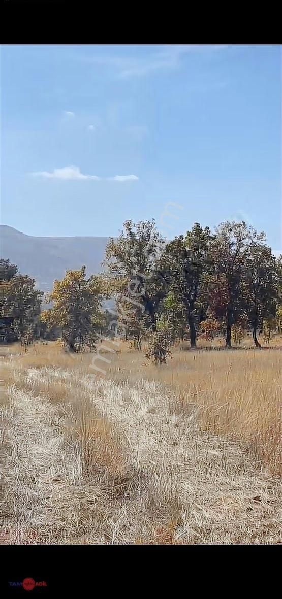 Toki Yakını! Bekilli Sırıklıda Ana Yola 2. Parsel Tarla - Görsel 5