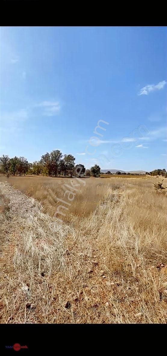 Toki Yakını! Bekilli Sırıklıda Ana Yola 2. Parsel Tarla