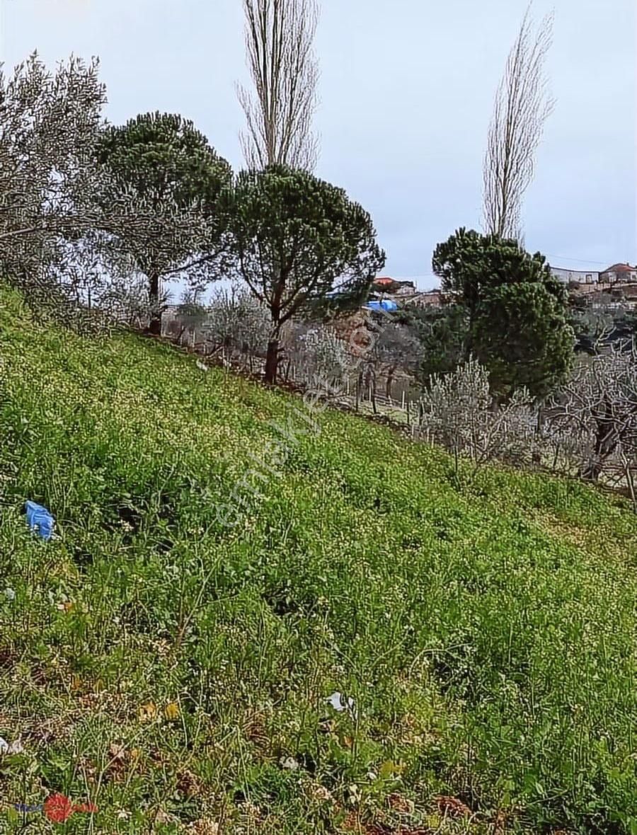 Bergama Halilaglar Köyünde Satılık Tarla