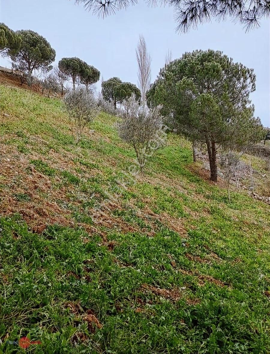 Bergama Halilaglar Köyünde Satılık Tarla - Görsel 3