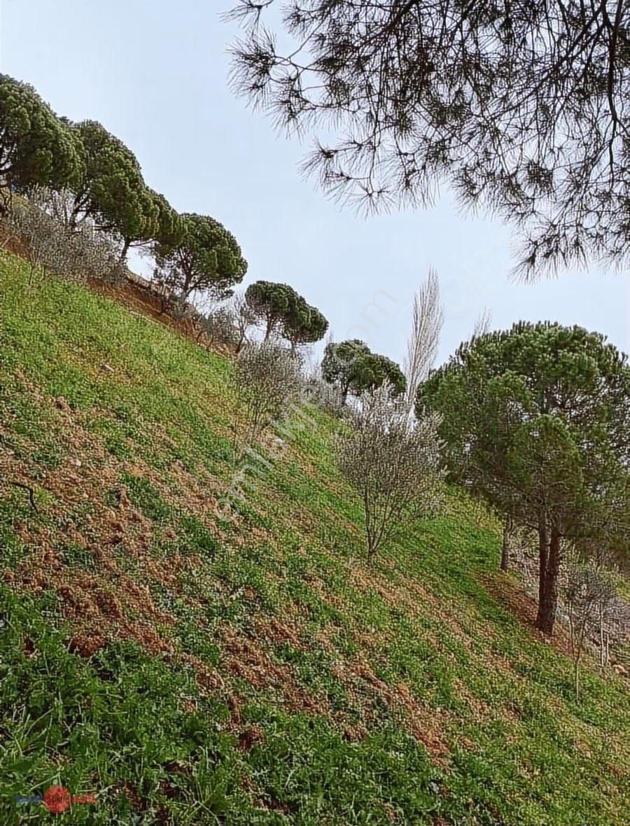 Bergama Halilaglar Köyünde Satılık Tarla - Görsel 2