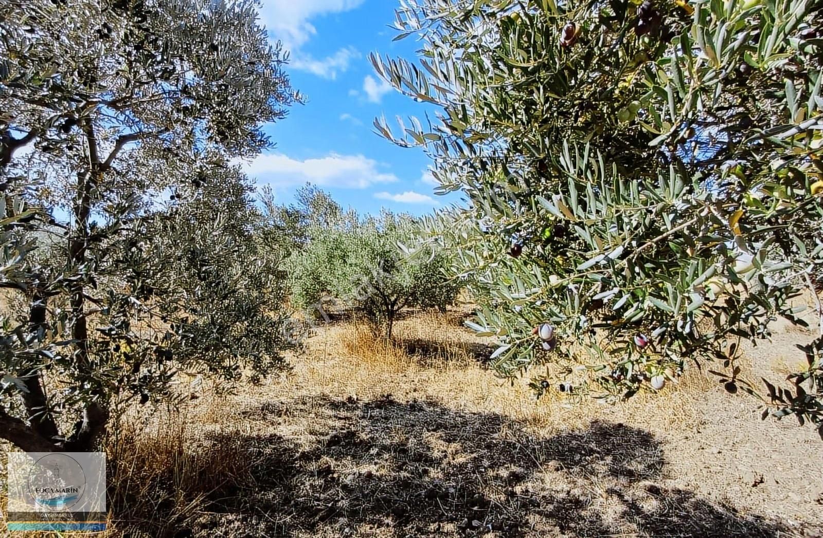 Aliağa Organize San.ve Yalı Mh. Merkeze Yakın 4.950 M2 Tarla - Görsel 4