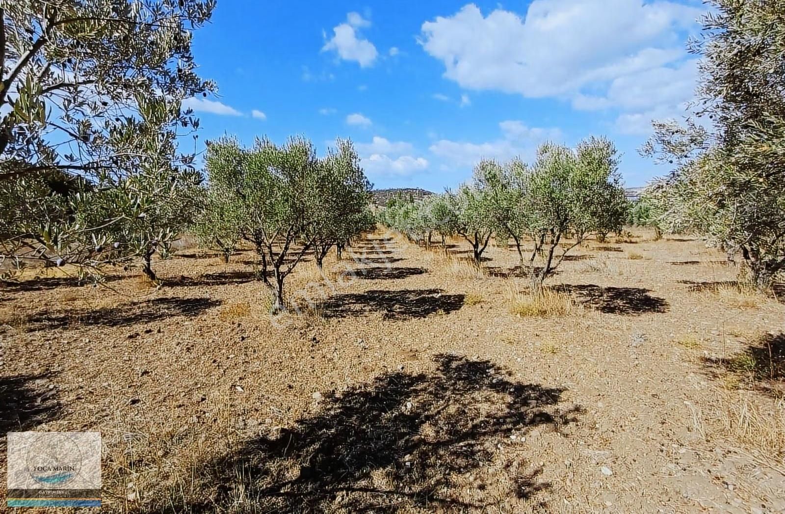 Aliağa Organize San.ve Yalı Mh. Merkeze Yakın 4.950 M2 Tarla - Görsel 7